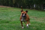 Jerry on a run